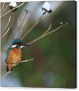 River Kingfisher In A Winter Morning Canvas Print