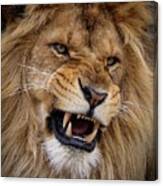 Roaring lion Canvas Print