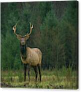 Rocky Mountain Elk In A Forest Clearing Canvas Print