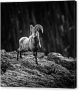 Rocky Mountain Bighorn Ram Canvas Print