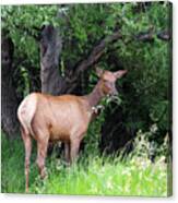 Rocky Mountain Elk Eating Canvas Print