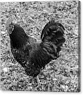Rooster Bw Canvas Print