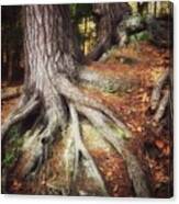 Rooted In The Heart Of Copper Canvas Print