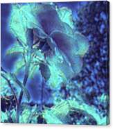 Rose Blues Canvas Print