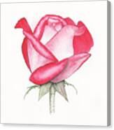 Rose Blushing Canvas Print
