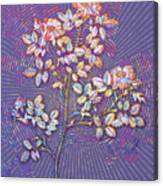 Rose Corymb Mosaic Botanical Art On Veri Peri N.0080 Canvas Print