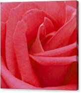 Rose Flower Canvas Print