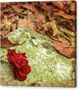 Rose In Fall Canvas Print