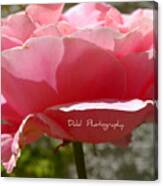 Rose Canvas Print