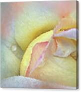 Rose Of Many Colors Canvas Print