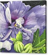 Rose Of Sharon Canvas Print