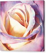 Rose Radiance Canvas Print