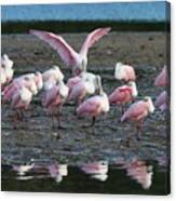 Roseate Spoonbills Gather Together 6 #1 Canvas Print