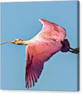 Roseate Spoonbill In Flight Canvas Print