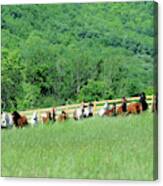 Rosemary Farm Herd #225 Canvas Print