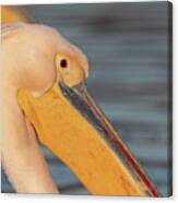 Rosy Pelican Portrait - Pelecanus Onocrotalus Canvas Print