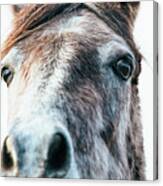 Ruairi - Horse Art Canvas Print