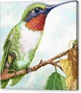 Ruby-throated Humming Bird Canvas Print