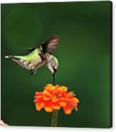 Ruby Throated Hummingbird Feeding On Orange Zinnia Flower Canvas Print
