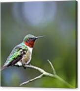 Ruby Throated Hummingbird Spotlight Canvas Print