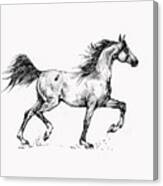 Running Arabian Horse Drawing 1 Canvas Print