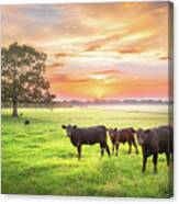 Rural Mississippi Farm Cows Sunset Canvas Print