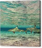 Sable Rose Sharks Canvas Print