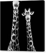 Safari Profile Collection - Two Giraffes Black Edition Canvas Print