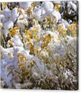 Sagebrush Covered By Snow, Utah Canvas Print