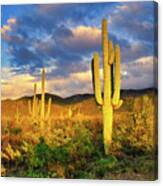 Saguaro Cacti At Sunset Canvas Print