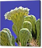 Saguaro Cactus Blossom Canvas Print