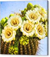 Saguaro Cactus Blooms Canvas Print