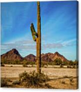 Saguaro Standing Tall Photograph by Robert Bales - Fine Art America