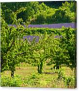 Saignon Fruit Trees And Lavender Canvas Print