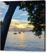 Sailboats At Sunset From Behind The Trees Canvas Print