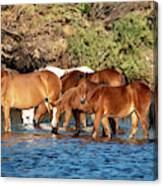 Salt River Wild Horses 19 Canvas Print