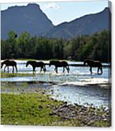 Wild Horses Crossing Salt River Canvas Print