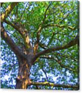 Samothrace Island Walnuts Tree #019 Canvas Print