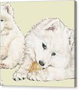 Samoyed Puppies Canvas Print