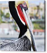 San Diego Pelican Canvas Print