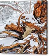 San Jacinto Fallen Tree Canvas Print