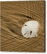 Sand Dollar In The Surf Canvas Print