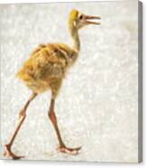 Sandhill Crane Colt Canvas Print