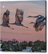 Sandhill Cranes In Flight Canvas Print