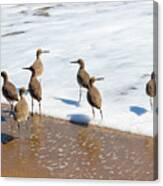Sandpipers Ocean Stakeout Canvas Print