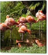 Sarasota Jungle Garden Flamingos In Vrksasana Canvas Print