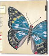 Sasakia Charonda Butterfly Canvas Print