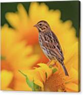 Savanna Sparrow In A Sunflower Field Canvas Print