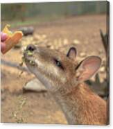 Save Australian Wallaby Canvas Print