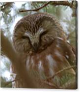 Saw Whet Owl Resting Canvas Print
